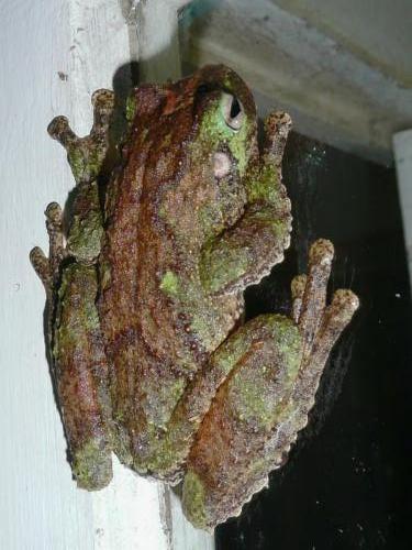 Green-eyed tree frog (Litoria serrata)