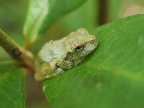 Northern Laughing Tree Frog (Litoria rothii)
