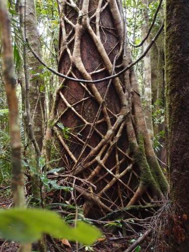 Strangler Fig on H-Track