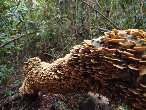 ?Golden Curtain Crust (Stereum ostrea)