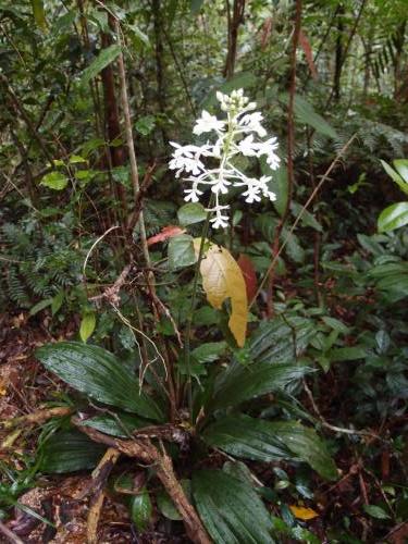 Christmas Orchid (Calanthe triplicata)