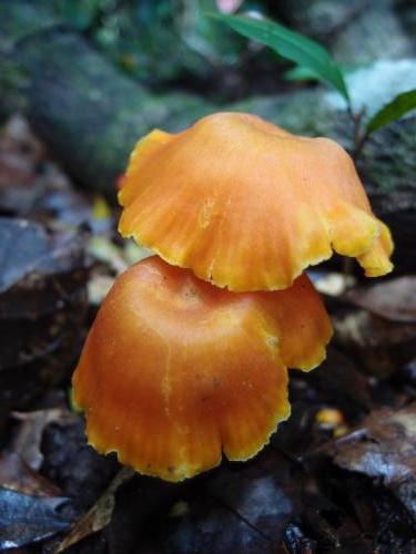 Orange Fungi 