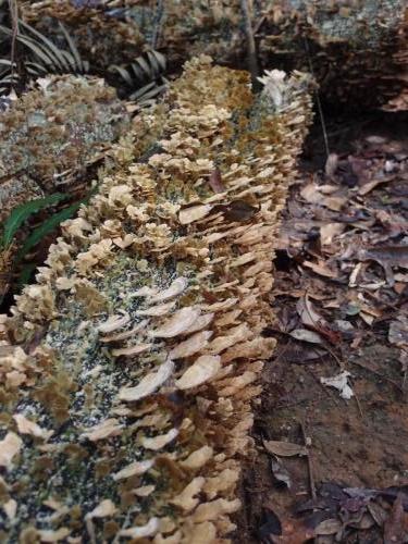 ?Golden Curtain Crust (Stereum ostrea)