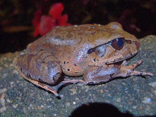 Mottled barred frog (Mixophyes coggeri)