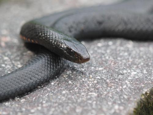Red-bellied black snake(Pseudechis porphyriacus)