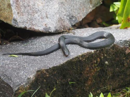 Red-bellied Black Snake (Pseudechis porphyriacus)