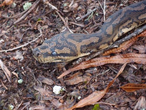 Carpet snake(Morelia spilota)