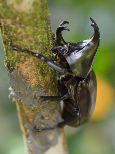 Rhinoceros beetle (Xylotrupes ulysses)