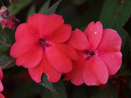 New Guinea Impatiens