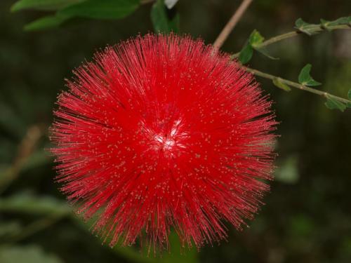 Red Powderpuff(Caliandra haematocephala)