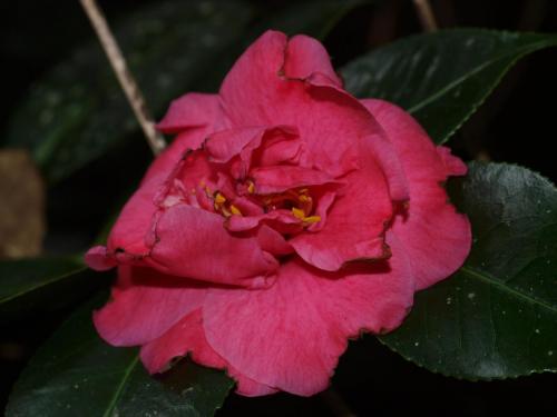 Camelia