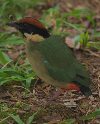 Noisy Pitta