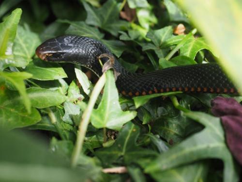 Red-bellied Black Snake (Pseudechis porphyriacus)