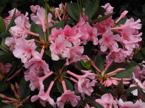 Azalea