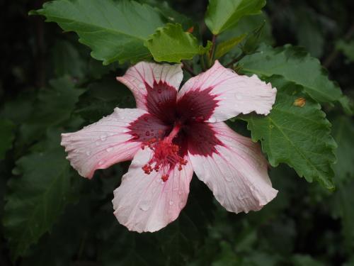 Hibiscus