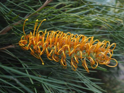 Grevillea