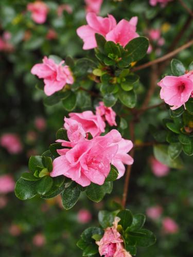 Azalea minature pink