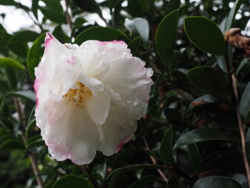 Camelia