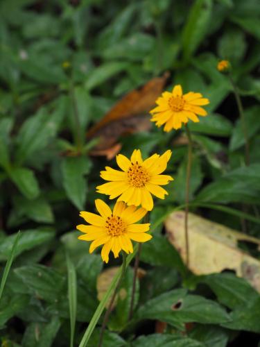 Singapore daisy (Sphagneticola trilobata) 