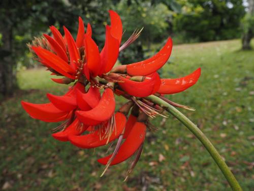 Coral Tree Flower (Erythrina variegata)