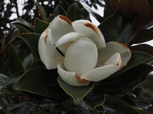 Magnolia var cf Little Gem