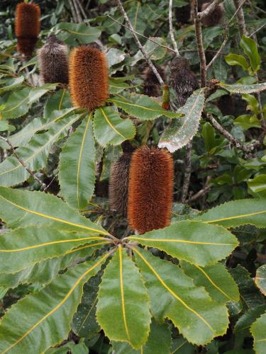 Banksia