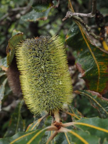 Banksia sp