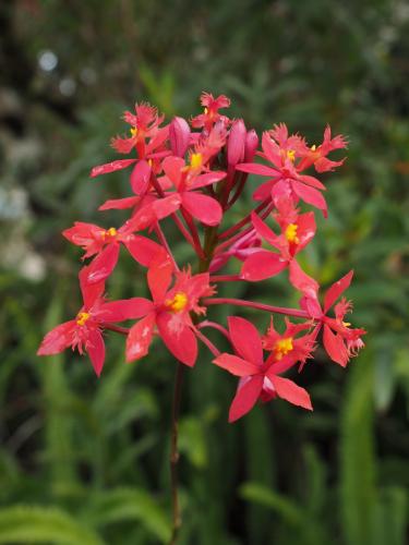 Crucifix orchid (Epidendrum ibaguense)