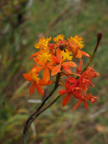 Crucifix orchid (Epidendrum ibaguense)