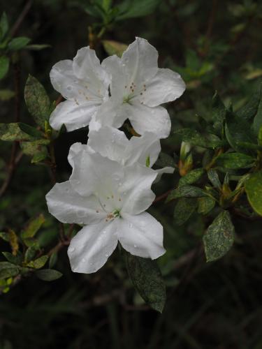 Azalea white