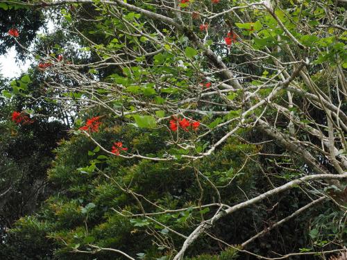 Coral Tree (Erythrina variegata)