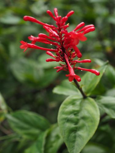 Firespike (Odontonema tubaeforme)