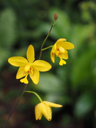 Ground Orchid (Spathoglottis plicata)