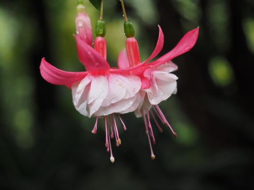 Fuchsia var swing along