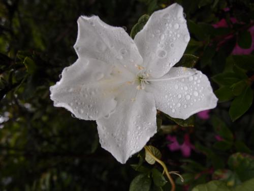 Azalea White