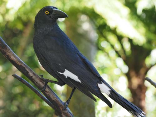 Pied currawong