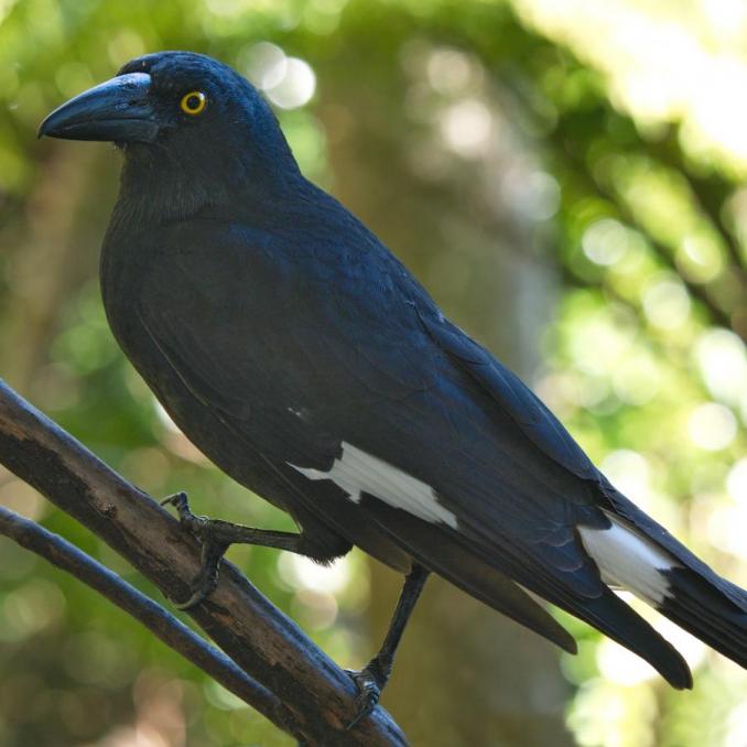 Pied currawong