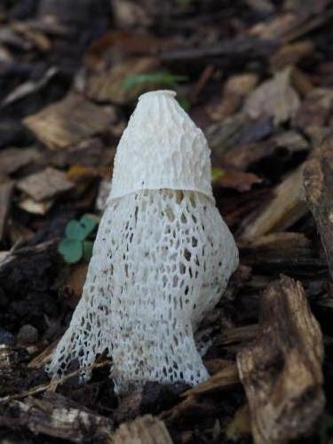 Bridal Veil Stinkhorn (Phallus indusiatus)