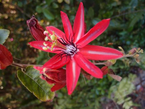 Passionfruit ornamental red