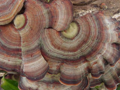 Rainbow Fungus (Microporus affinus)