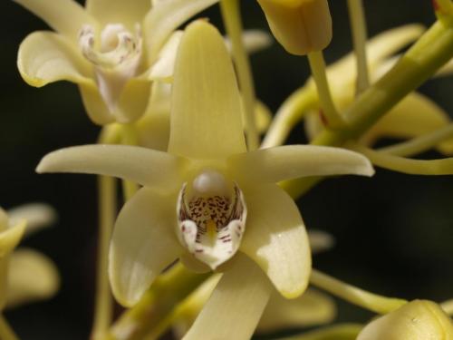 Rock Orchid (Dendrobium speciosum)