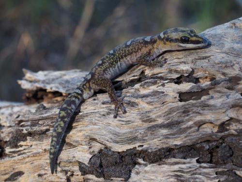 Velvet Gecko