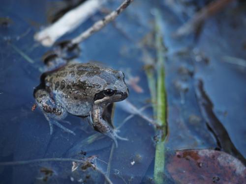 Northern Banjo frog (Limnodynastes terraeregina)