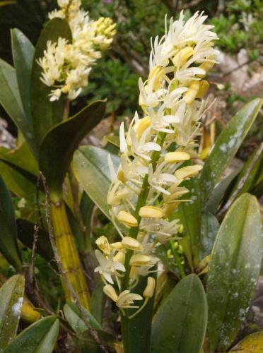 Rock Orchid (Dendrobium speciosum)