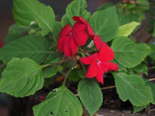 Impatiens walleriana