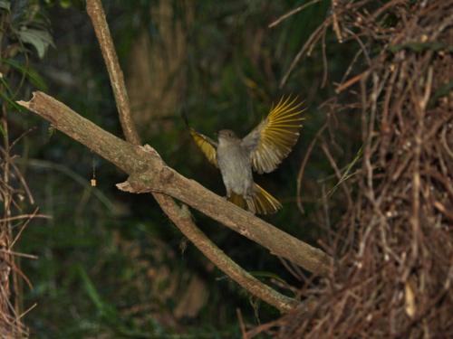 Golden Bowerbird immature male