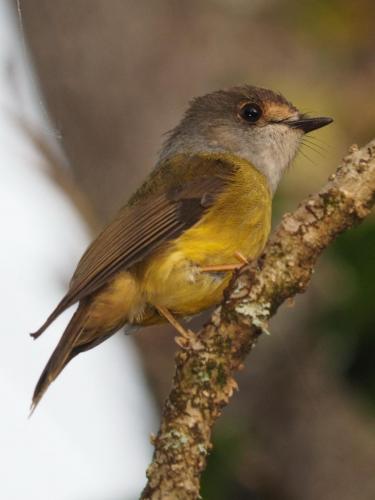 Pale Yellow Robin