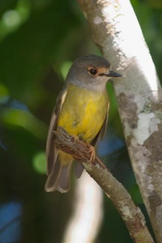 Pale Yellow Robin