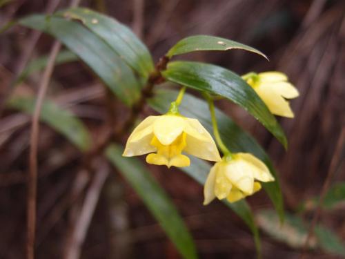 Buttercup orchid (Dendrobium agrostophylla)