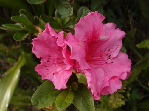 Azalea pink